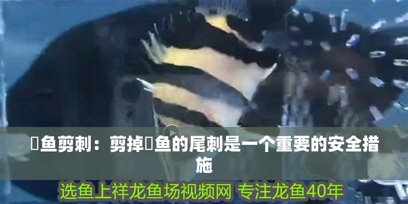 魟魚剪刺：剪掉魟魚的尾刺是一個重要的安全措施