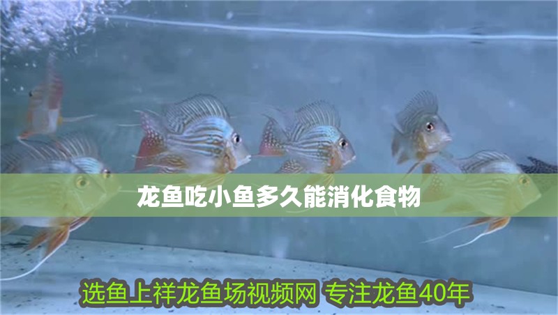 龍魚吃小魚多久能消化食物