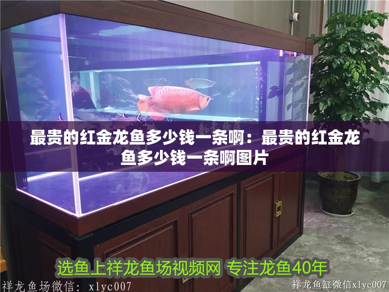 最貴的紅金龍魚多少錢一條啊：最貴的紅金龍魚多少錢一條啊圖片