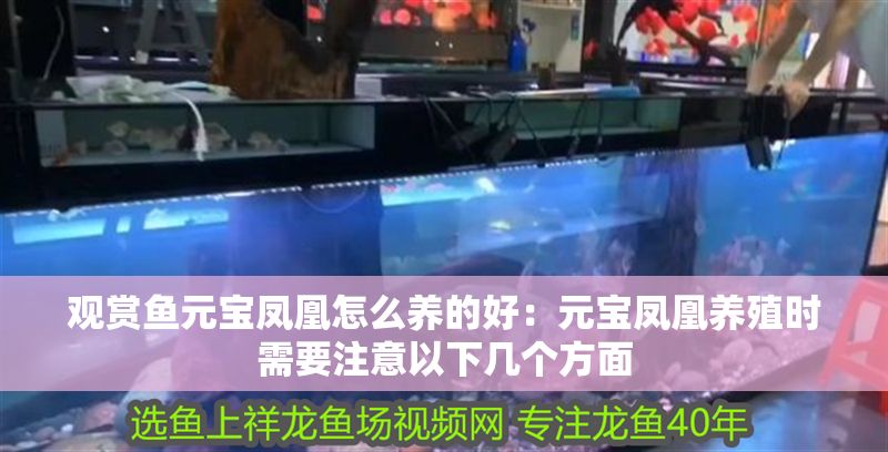 觀賞魚元寶鳳凰怎么養(yǎng)的好：元寶鳳凰養(yǎng)殖時需要注意以下幾個方面