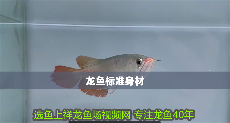 龍魚標準身材