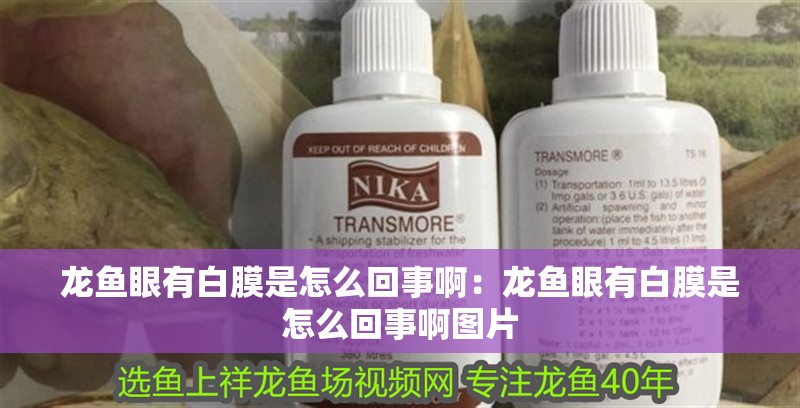 龍魚眼有白膜是怎么回事啊：龍魚眼有白膜是怎么回事啊圖片