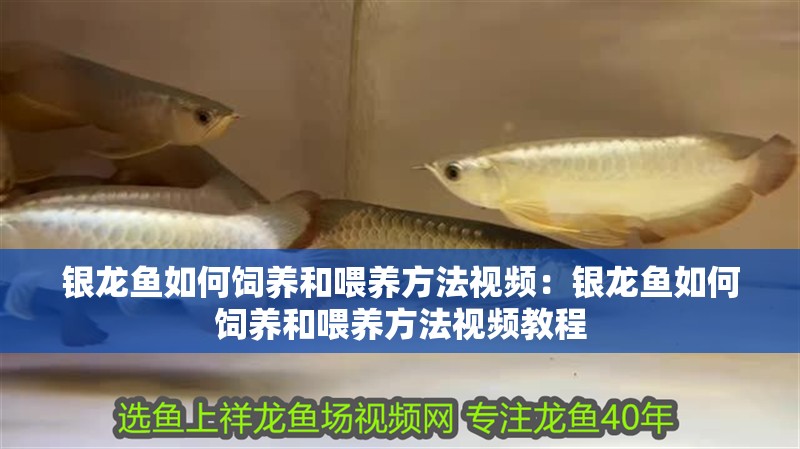 銀龍魚如何飼養和喂養方法視頻：銀龍魚如何飼養和喂養方法視頻教程