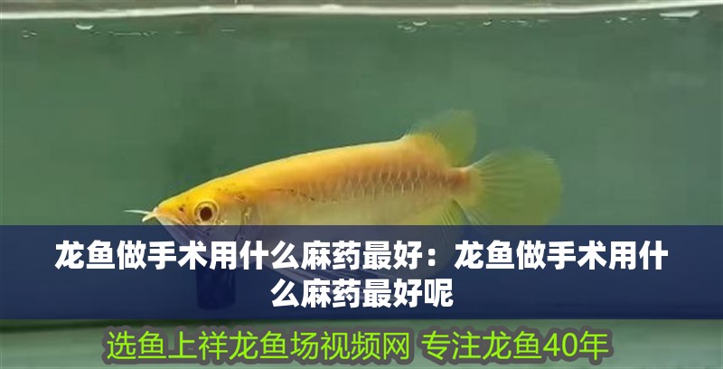 龍魚做手術用什么麻藥最好：龍魚做手術用什么麻藥最好呢