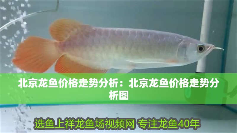 北京龍魚價(jià)格走勢(shì)分析：北京龍魚價(jià)格走勢(shì)分析圖
