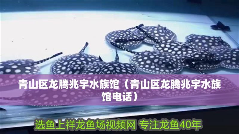 青山區(qū)龍騰兆宇水族館（青山區(qū)龍騰兆宇水族館電話）