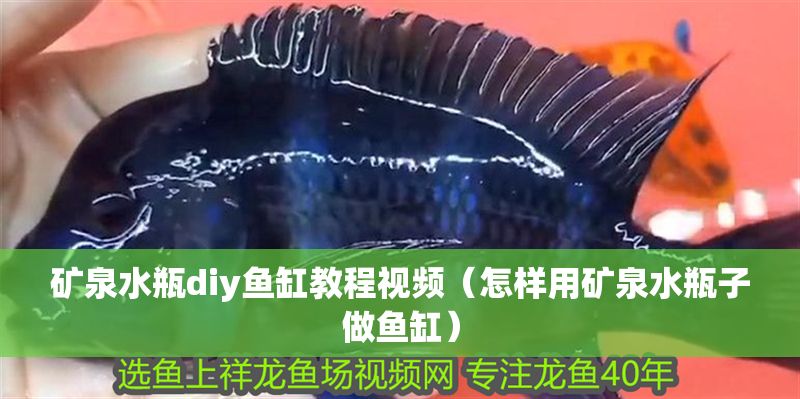 礦泉水瓶diy魚缸教程視頻（怎樣用礦泉水瓶子做魚缸）