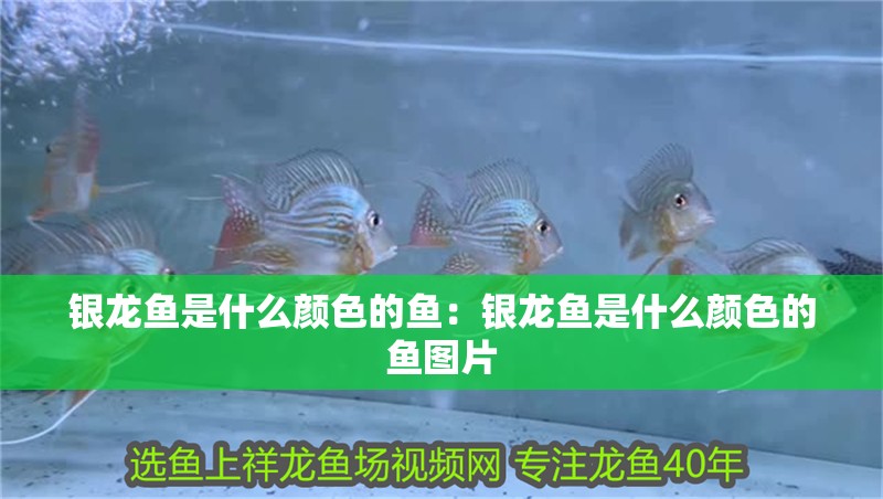 銀龍魚是什么顏色的魚：銀龍魚是什么顏色的魚圖片