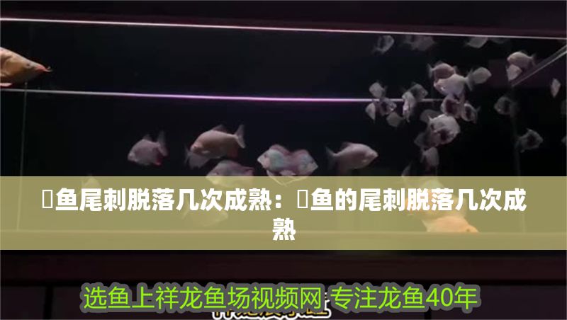 魟魚尾刺脫落幾次成熟：魟魚的尾刺脫落幾次成熟