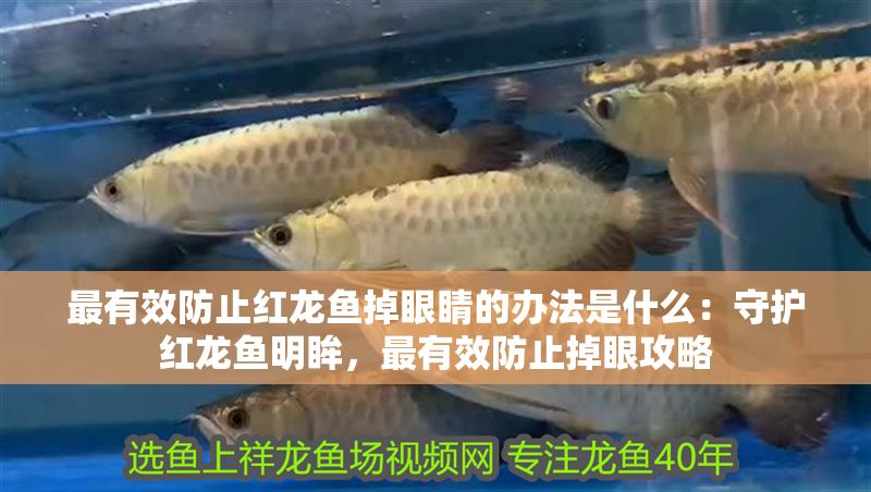 最有效防止紅龍魚掉眼睛的辦法是什么：守護紅龍魚明眸，最有效防止掉眼攻略