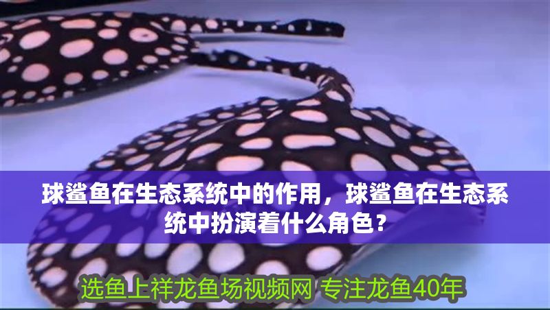 球鯊魚在生態系統中的作用，球鯊魚在生態系統中扮演著什么角色？