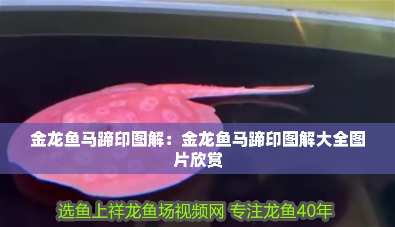 金龍魚馬蹄印圖解：金龍魚馬蹄印圖解大全圖片欣賞