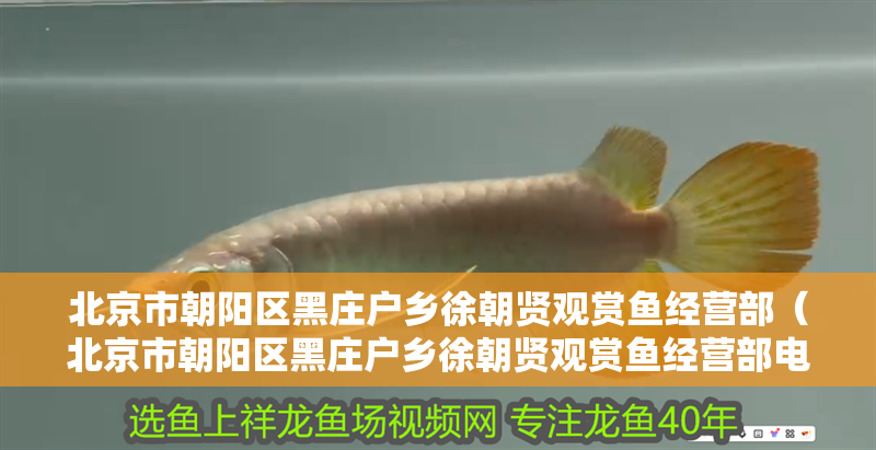 北京市朝陽區黑莊戶鄉徐朝賢觀賞魚經營部（北京市朝陽區黑莊戶鄉徐朝賢觀賞魚經營部電話）