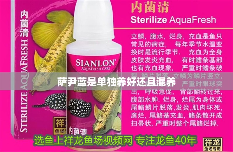 薩尹藍是單獨養好還且混養