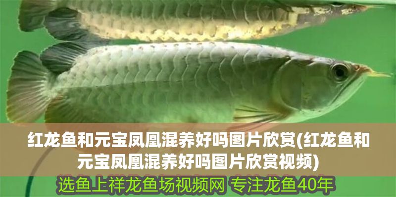 紅龍魚和元寶鳳凰混養(yǎng)好嗎圖片欣賞(紅龍魚和元寶鳳凰混養(yǎng)好嗎圖片欣賞視頻)