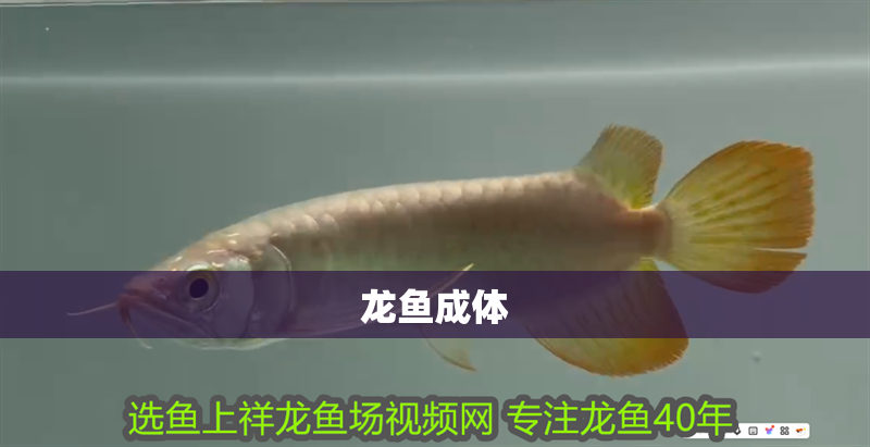 龍魚成體