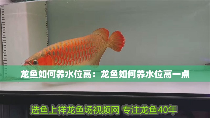 龍魚如何養水位高：龍魚如何養水位高一點