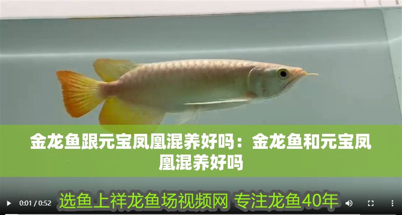 金龍魚跟元寶鳳凰混養(yǎng)好嗎：金龍魚和元寶鳳凰混養(yǎng)好嗎