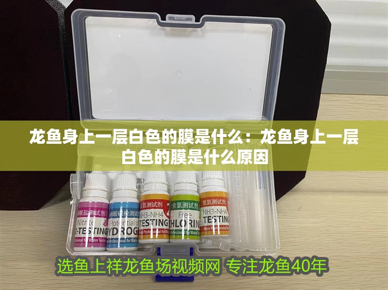 龍魚身上一層白色的膜是什么：龍魚身上一層白色的膜是什么原因