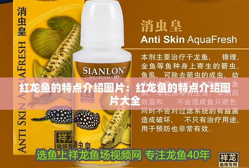 紅龍魚的特點介紹圖片：紅龍魚的特點介紹圖片大全