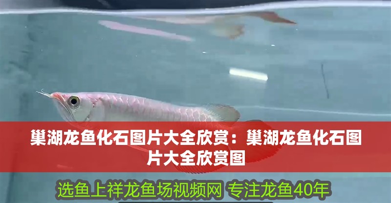 巢湖龍魚化石圖片大全欣賞：巢湖龍魚化石圖片大全欣賞圖