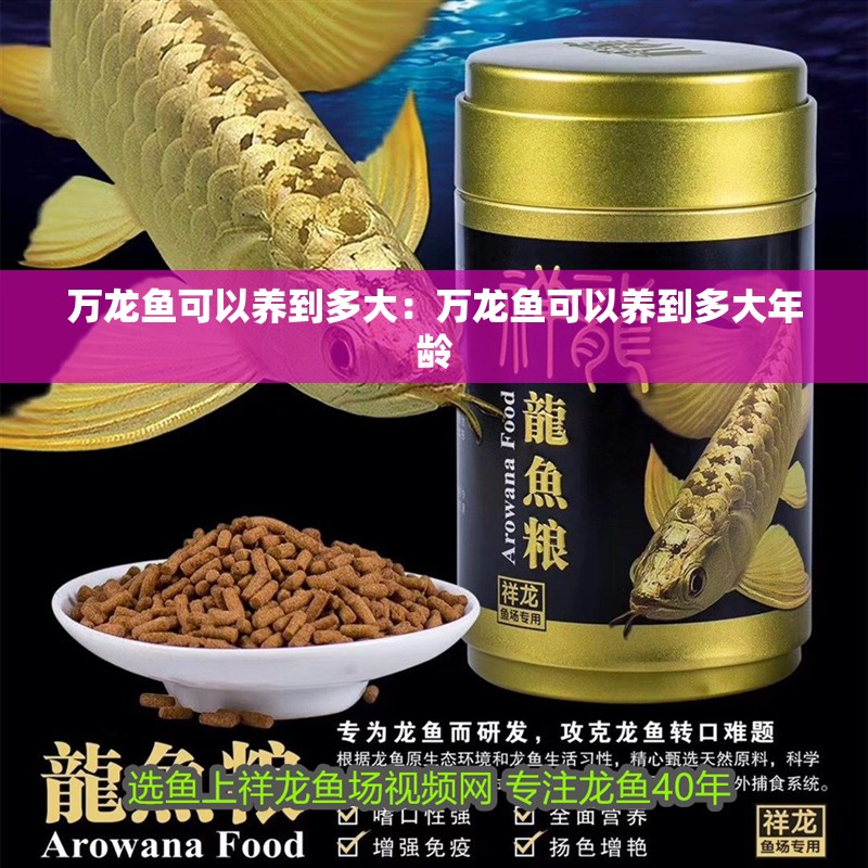 萬龍魚可以養到多大：萬龍魚可以養到多大年齡