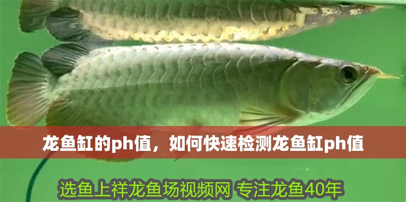 龍魚缸的ph值,如何快速檢測龍魚缸ph值 魚缸百科 第2張 龍魚缸的ph值,如何快速檢測龍魚缸ph值 龍魚缸的ph值,如何快速檢測龍魚缸ph值 魚缸百科 第2張