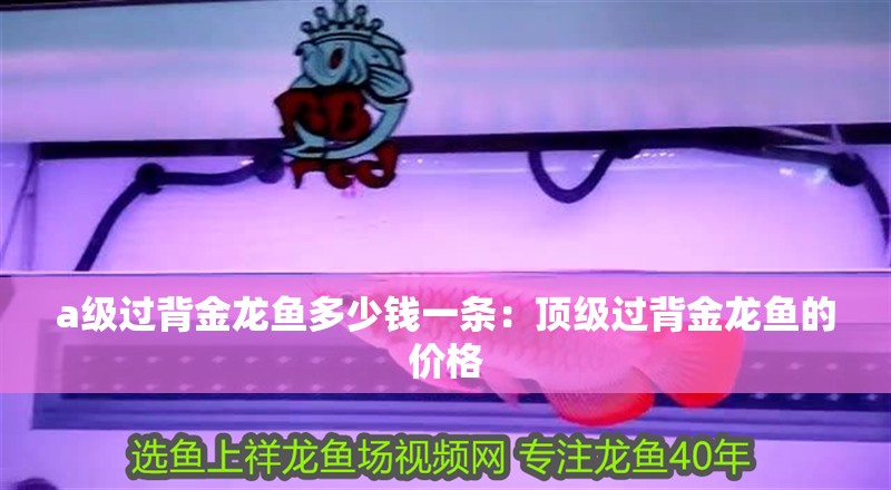 a級(jí)過(guò)背金龍魚(yú)多少錢(qián)一條：頂級(jí)過(guò)背金龍魚(yú)的價(jià)格