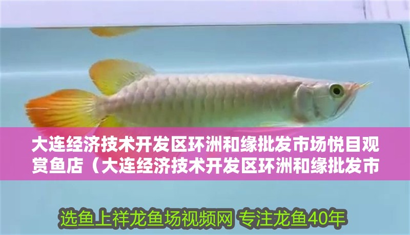 大連經濟技術開發區環洲和緣批發市場悅目觀賞魚店（大連經濟技術開發區環洲和緣批發市場悅目觀賞魚店電話）【大連環洲和緣批發市場悅目觀賞魚店】