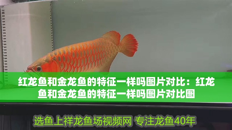 紅龍魚和金龍魚的特征一樣嗎圖片對比：紅龍魚和金龍魚的特征一樣嗎圖片對比圖