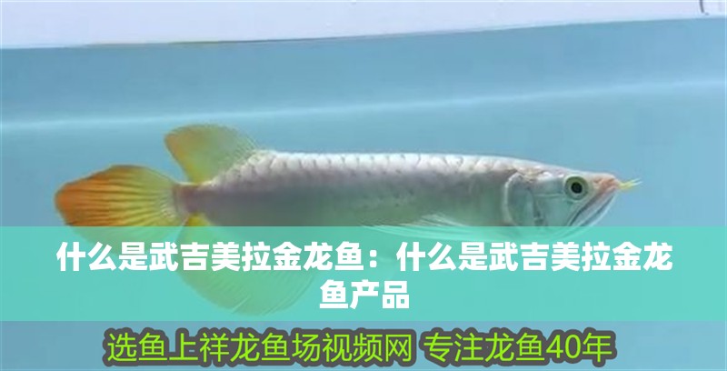 什么是武吉美拉金龍魚：什么是武吉美拉金龍魚產(chǎn)品