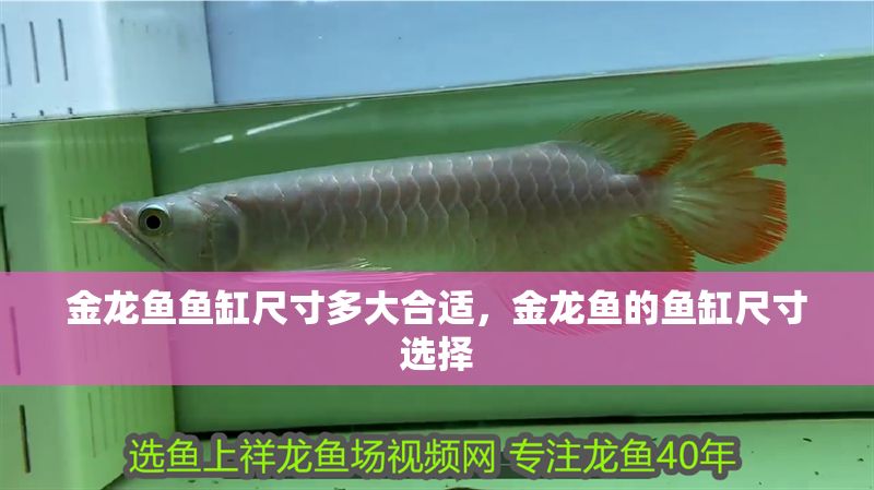 金龍魚魚缸尺寸多大合適，金龍魚的魚缸尺寸選擇