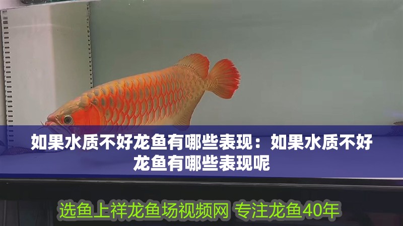 如果水質(zhì)不好龍魚有哪些表現(xiàn)：如果水質(zhì)不好龍魚有哪些表現(xiàn)呢