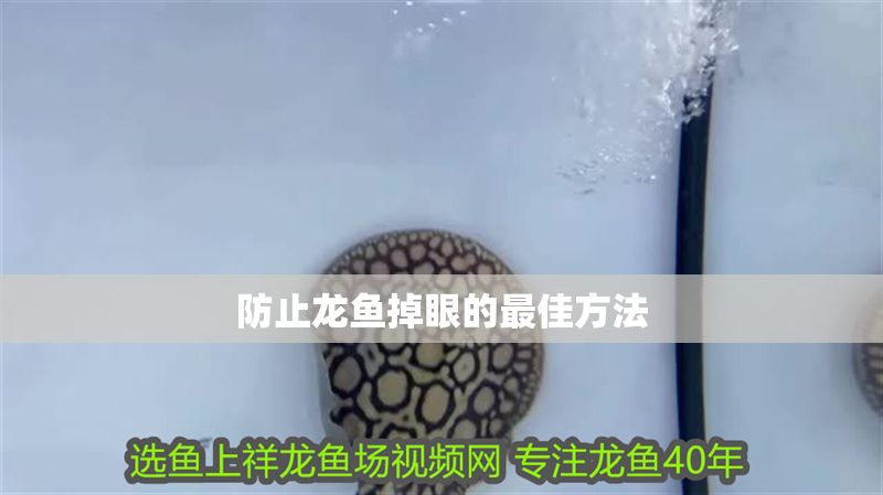 防止龍魚掉眼的最佳方法