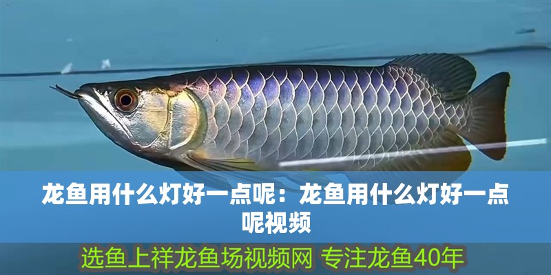 龍魚用什么燈好一點呢：龍魚用什么燈好一點呢視頻