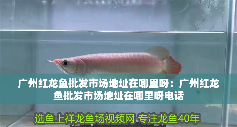 廣州紅龍魚批發市場地址在哪里呀：廣州紅龍魚批發市場地址在哪里呀電話
