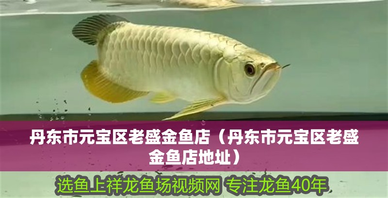 丹東市元寶區(qū)老盛金魚店（丹東市元寶區(qū)老盛金魚店地址）