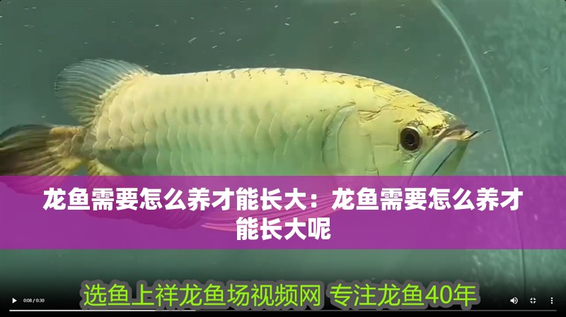 龍魚需要怎么養才能長大：龍魚需要怎么養才能長大呢