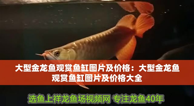 大型金龍魚觀賞魚缸圖片及價格：大型金龍魚觀賞魚缸圖片及價格大全