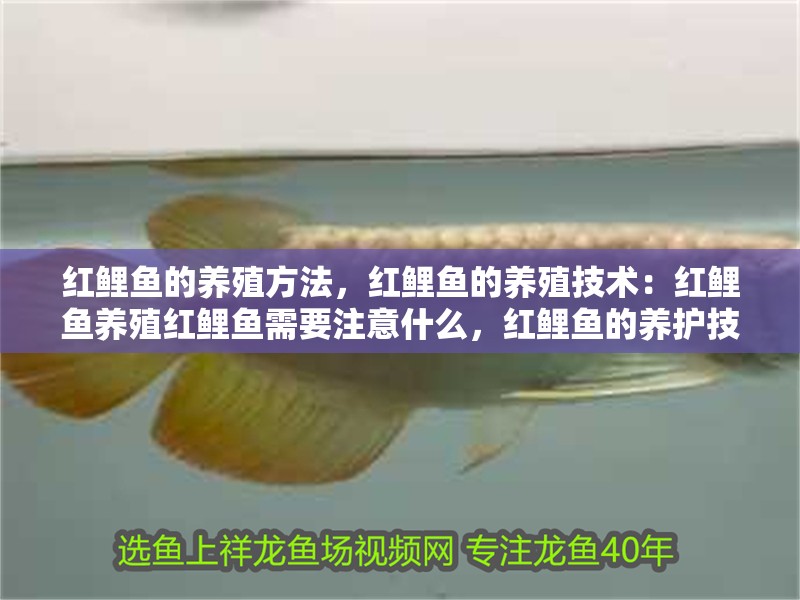 紅鯉魚的養(yǎng)殖方法，紅鯉魚的養(yǎng)殖技術(shù)：紅鯉魚養(yǎng)殖紅鯉魚需要注意什么，紅鯉魚的養(yǎng)護(hù)技巧