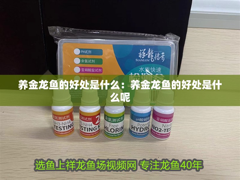 養金龍魚的好處是什么：養金龍魚的好處是什么呢