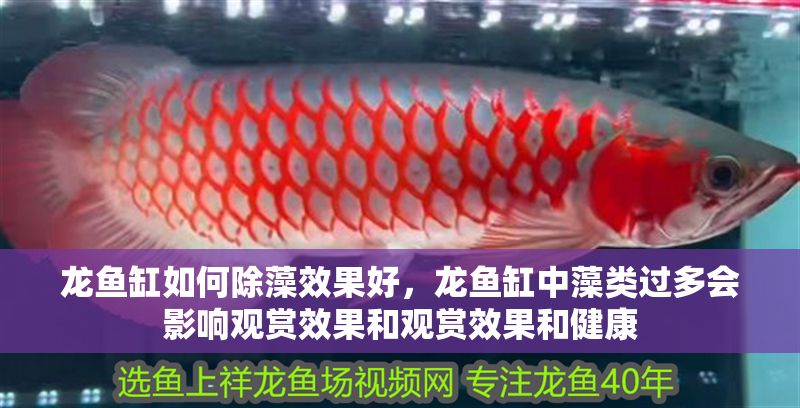 龍魚缸如何除藻效果好，龍魚缸中藻類過多會影響觀賞效果和觀賞效果和健康