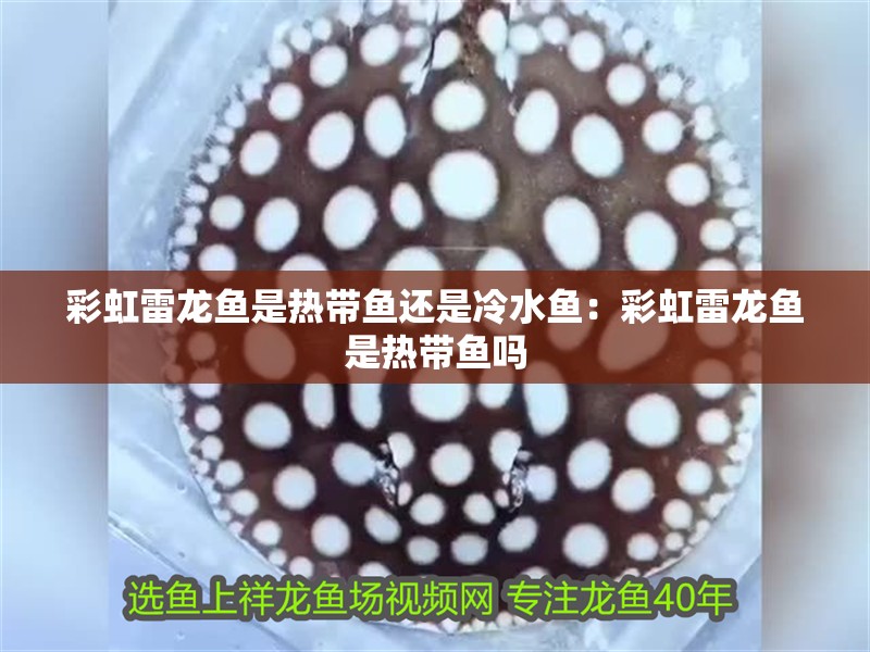 彩虹雷龍魚是熱帶魚還是冷水魚：彩虹雷龍魚是熱帶魚嗎