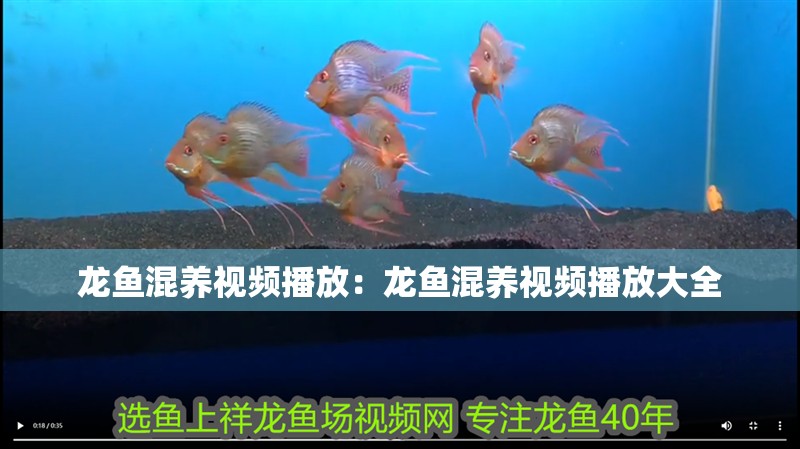 龍魚混養視頻播放：龍魚混養視頻播放大全