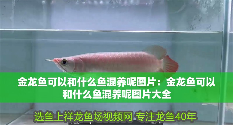 金龍魚可以和什么魚混養呢圖片：金龍魚可以和什么魚混養呢圖片大全