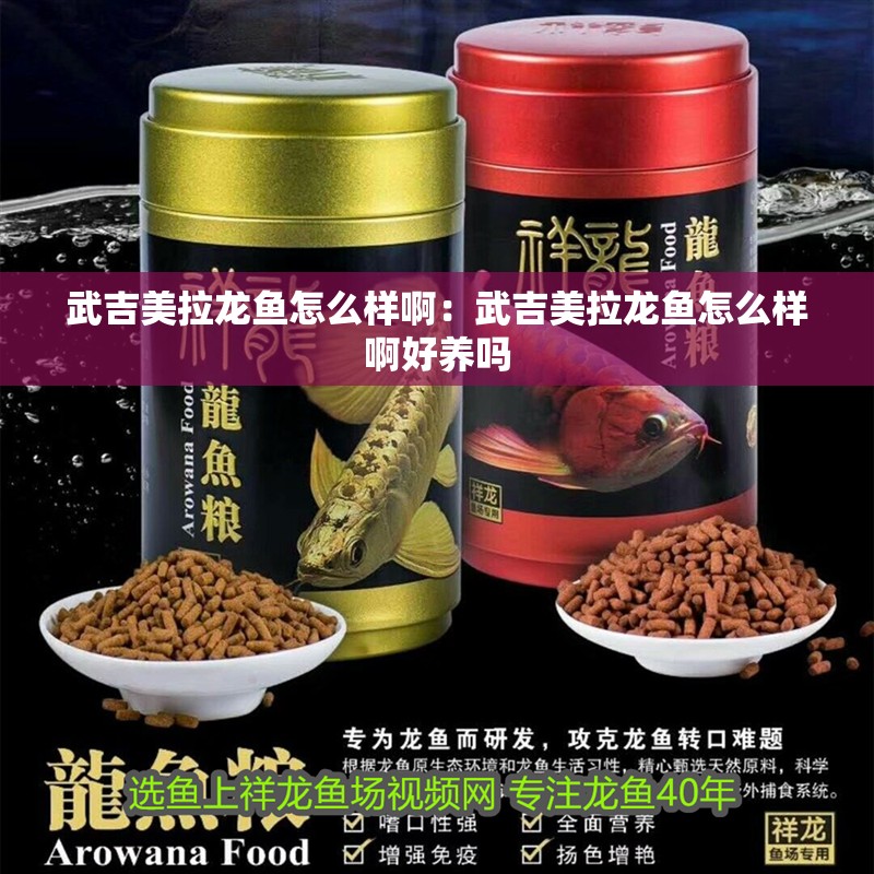 武吉美拉龍魚怎么樣啊：武吉美拉龍魚怎么樣啊好養嗎