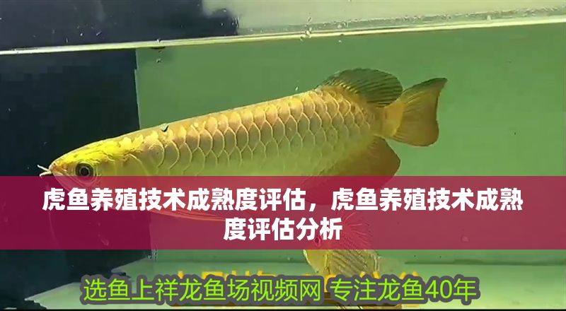 虎魚養(yǎng)殖技術(shù)成熟度評估，虎魚養(yǎng)殖技術(shù)成熟度評估分析