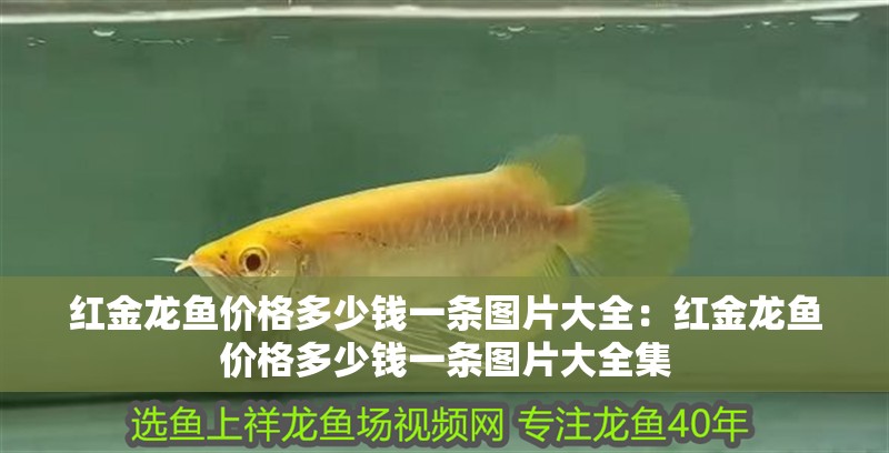 紅金龍魚價格多少錢一條圖片大全：紅金龍魚價格多少錢一條圖片大全集