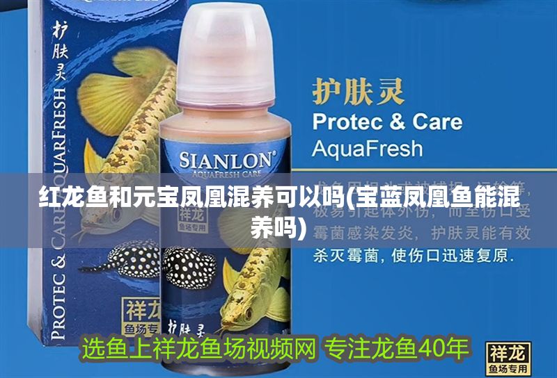 紅龍魚和元寶鳳凰混養可以嗎(寶藍鳳凰魚能混養嗎) 紅龍魚和元寶鳳凰混養可以嗎(寶藍鳳凰魚能混養嗎) 元寶鳳凰魚百科 第1張