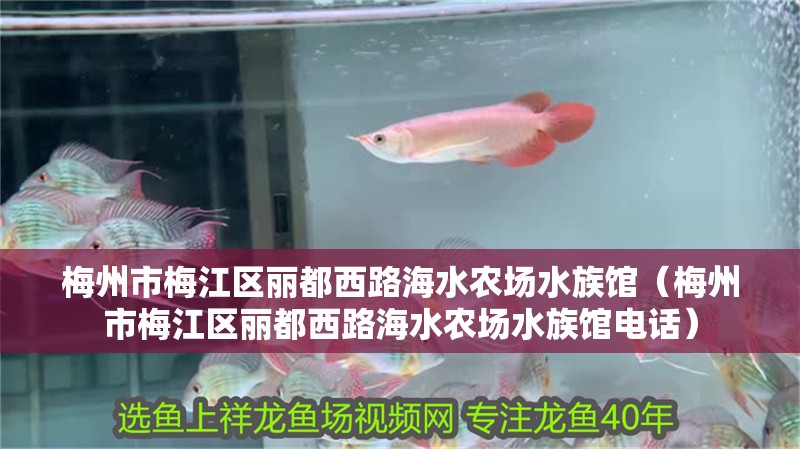梅州市梅江區麗都西路海水農場水族館（梅州市梅江區麗都西路海水農場水族館電話） 梅州市梅江區麗都西路海水農場水族館（梅州市梅江區麗都西路海水農場水族館電話） 全國水族館企業名錄 第2張